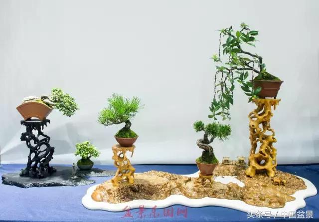 哪些野草适合微型盆景,小品盆景和微型盆景有区别吗