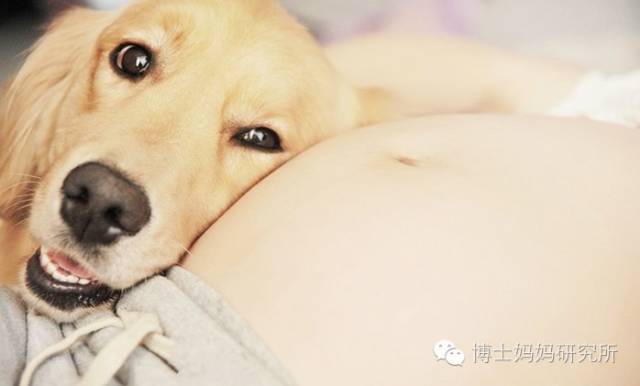 怀孕不能养宠物原因及正确观念,怀孕期间宠物可以养吗