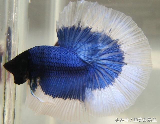 泰国斗鱼怎么样养好,泰国斗鱼有多吸引人