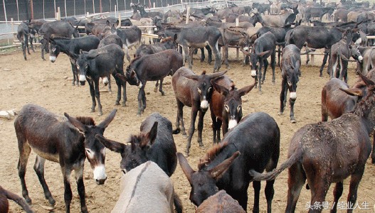 种养殖业发展前景,当下在农村有哪些挣钱的种养业