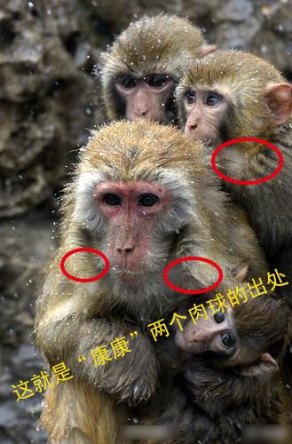 今天还是一如既往的冷！每日轻松一刻1月24日周日版