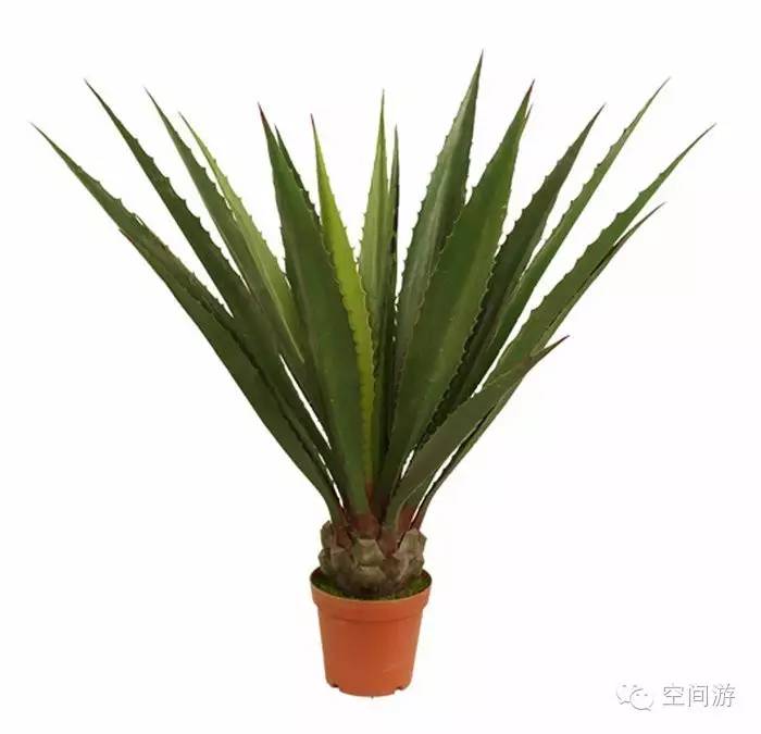 阳台向西种点什么,朝西阳台什么植物好养活