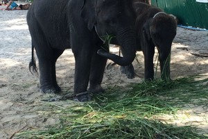 斯米兰普吉岛蜜月游攻略,从普吉岛怎么去蜜月岛