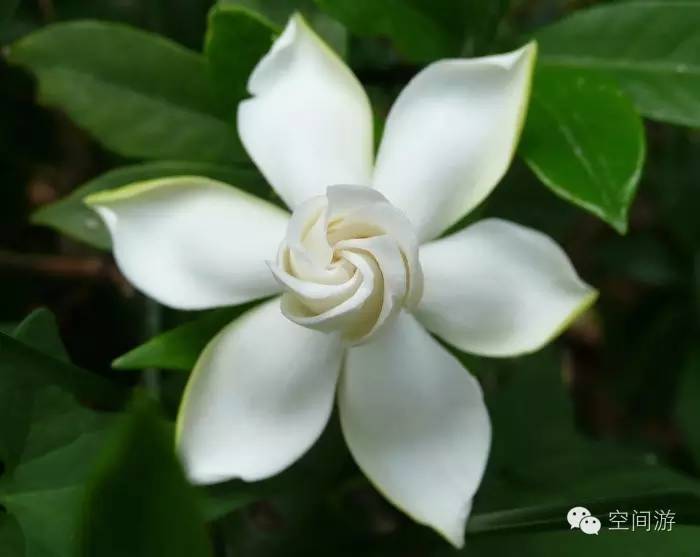 阳台向西种点什么,朝西阳台什么植物好养活