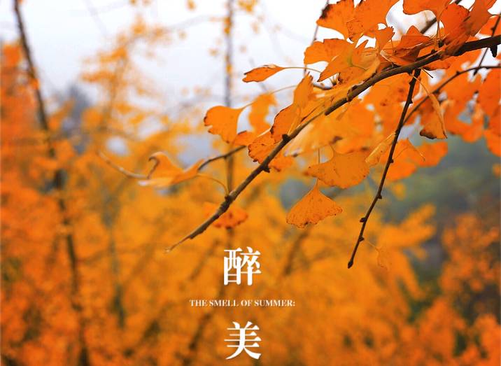 中国秋天最美的十个地方,秋天最美的旅游地点