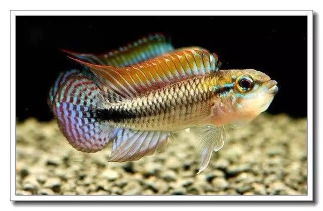 杂志连载南美短鲷的饲养法（二）