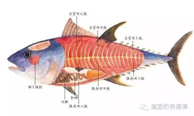 如何像行家一样品尝金枪鱼