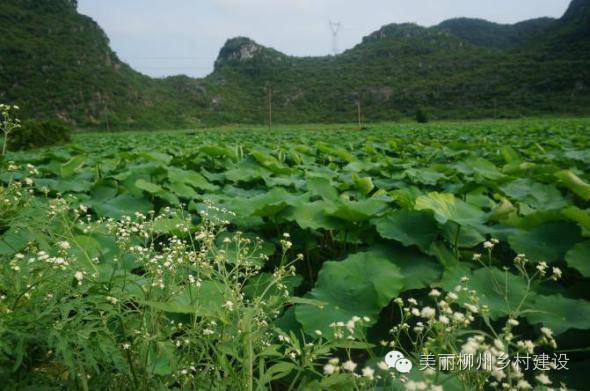 广西国庆柳州旅游攻略,柳州百里柳江哪里的风景最好