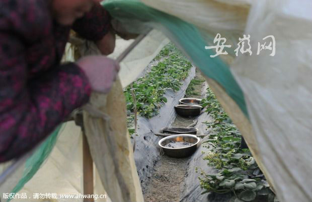 长丰种植户烧炭为草莓保暖致11人中毒4人身亡