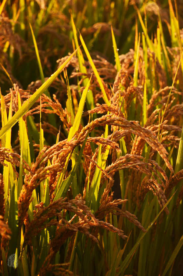 吉林市神农庄园视频,吉林神农庄园温泉度假村