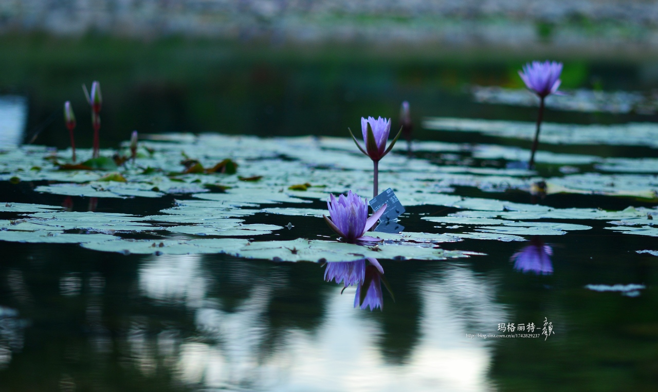 辰山植物园睡莲拍照,行摄洪湖荷花展
