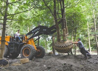 银杏树价格还能涨吗,银杏树价格一落千丈