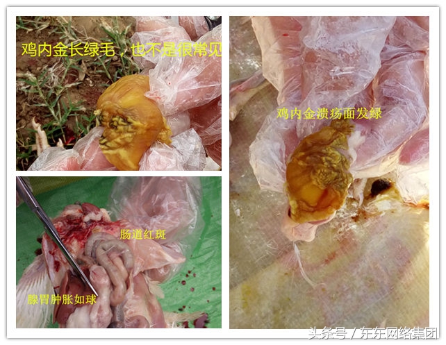 制霉菌素治鸡病,霉菌毒素怎么治鸡病