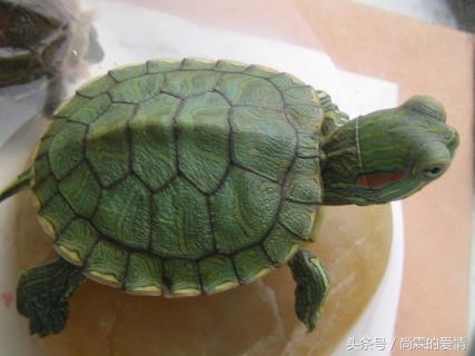 小乌龟怎么养才能活得久,小乌龟怎么样养活最好视频