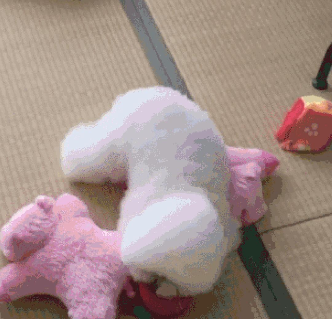 狗狗叼着玩具娃娃,狗狗玩玩具娃娃