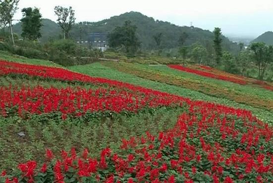 成都国庆悠闲一点到绵竹九龙吧!邻家女孩的感觉!