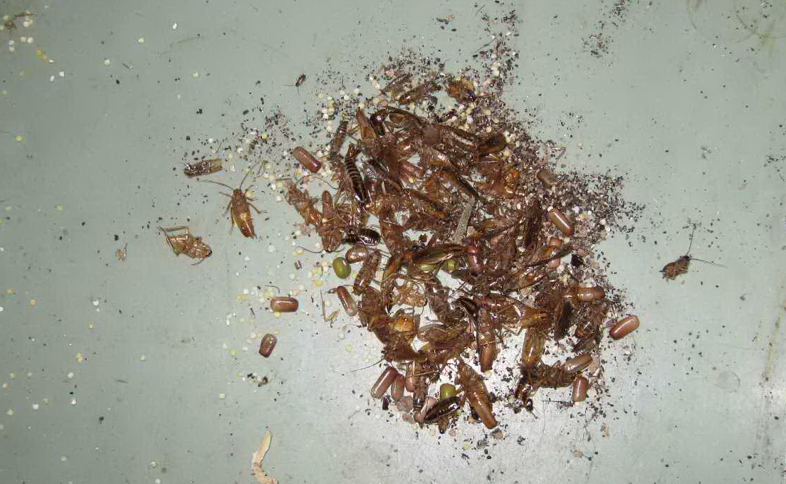 绿叶牌蟑螂药对人体有害吗,蟑螂药对宝宝有害吗