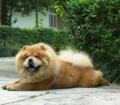 养宠知识大全及答案,十二生肖中你最合适养什么宠物