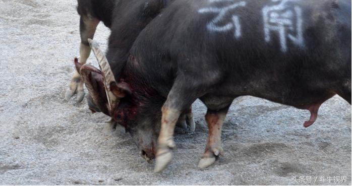 2018年贵州超级牛王争霸赛,2022年贵州牛王争霸赛第一名