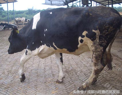 奶牛十种疾病用什么药啊,奶牛四大疾病