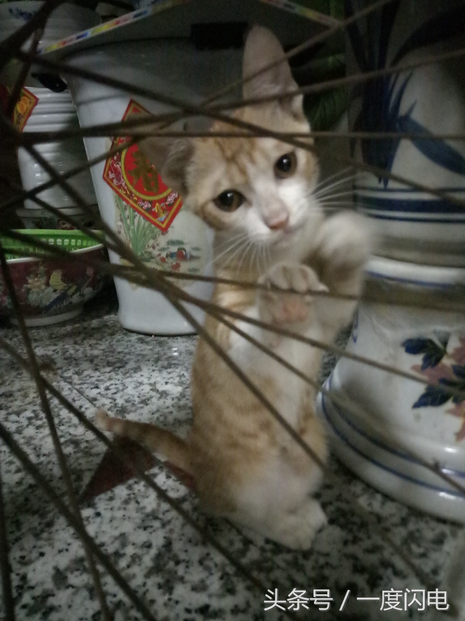 魅蓝手机u10,魅蓝u10白色