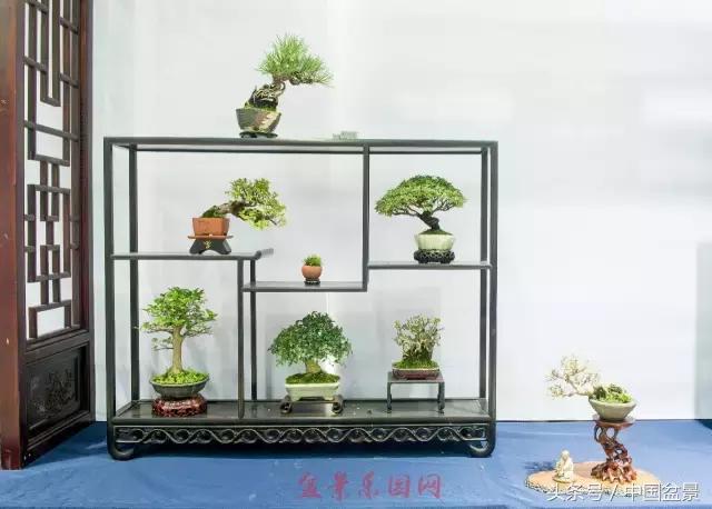 哪些野草适合微型盆景,小品盆景和微型盆景有区别吗