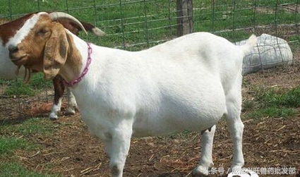 到了羊配种的时间，哪些方面要注意