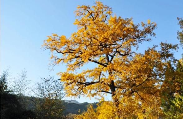 大别山中大金寨，这23个乡镇貌美如花，十一你不来？