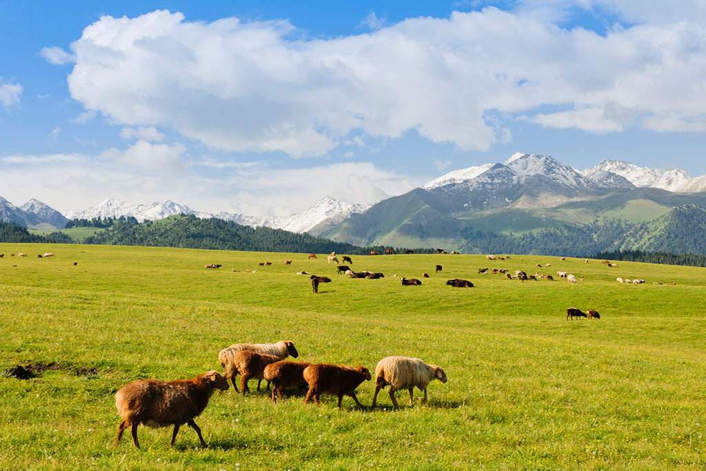 奇葩牧场|不养牛不养羊，居然养这个？