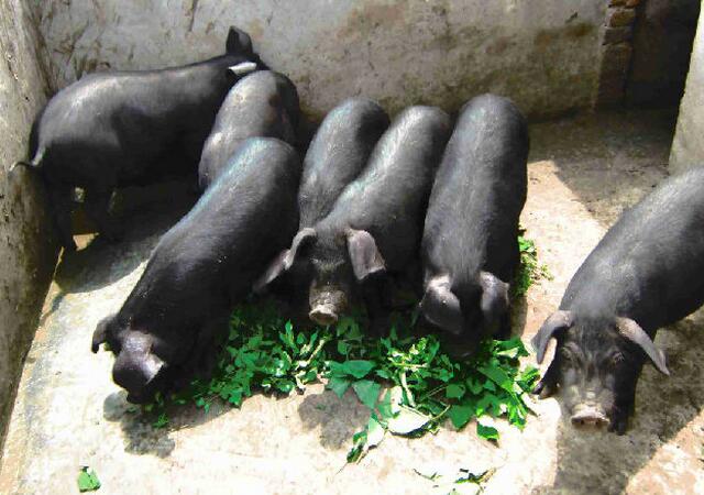 猪呕吐的原因及用什么药治疗,猪呕吐症状分析