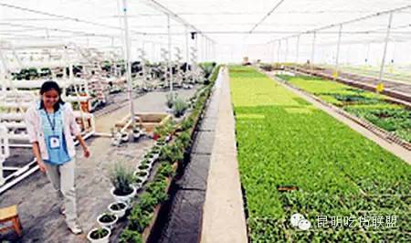 板扎昆明,板扎云南烧烤