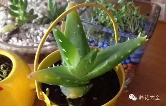 新栽培的芦荟为什么一点点黄叶,还在为植物长不出根系感到烦恼吗