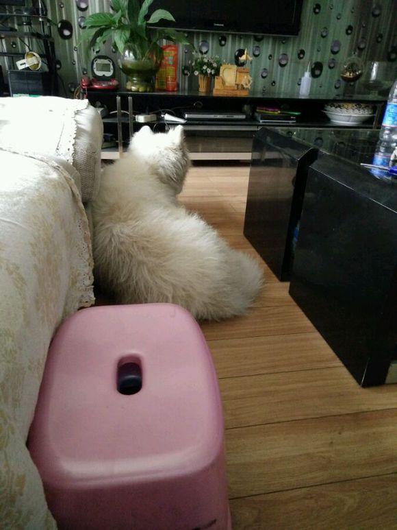 在诸暨市捡到一只萨摩耶,捡了一只萨摩耶怎么看有没有病