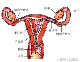 孕妇检查血常规中白细胞偏高,孕妇是否贫血看血常规哪一项