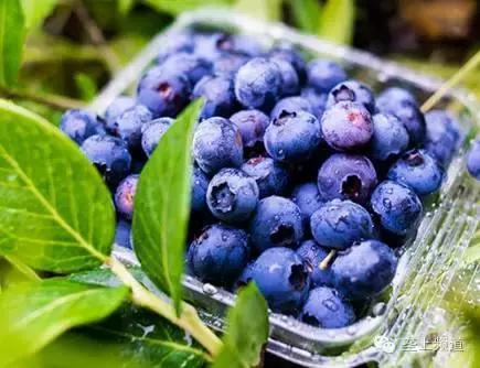 关于水果的那些秘密，湖北老乡看过来！