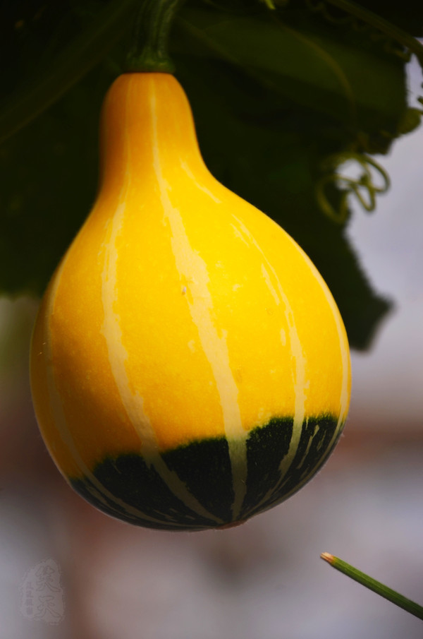 吉林市神农庄园视频,吉林神农庄园温泉度假村