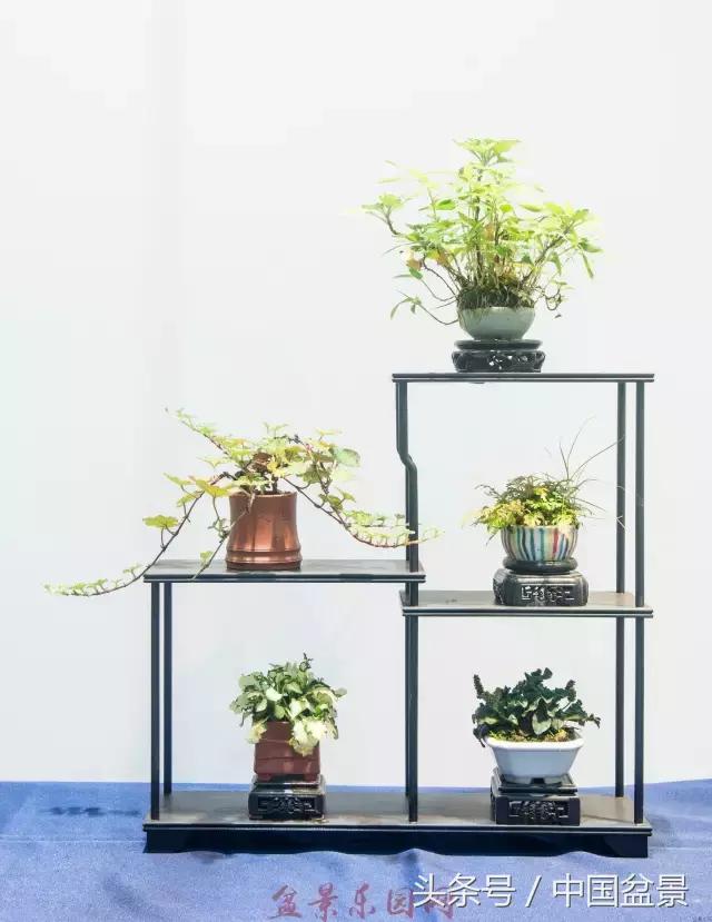 哪些野草适合微型盆景,小品盆景和微型盆景有区别吗