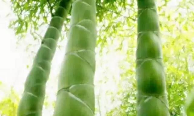 马云称:这是中国独有智慧,比任何材质更具风韵气质-竹,风