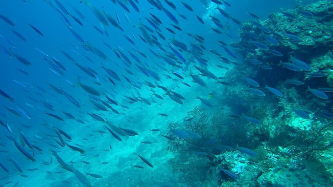 菲律宾潜水攻略 (菲律宾潜水游记)