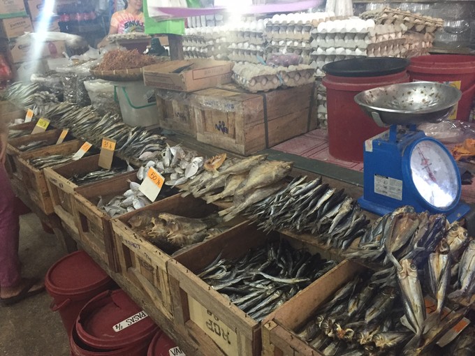 菲律宾潜水游记 (回忆菲律宾潜水的时光)