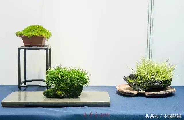 哪些野草适合微型盆景,小品盆景和微型盆景有区别吗