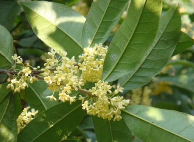 最佳赏桂花地点手绘地图,桂花赏花地图