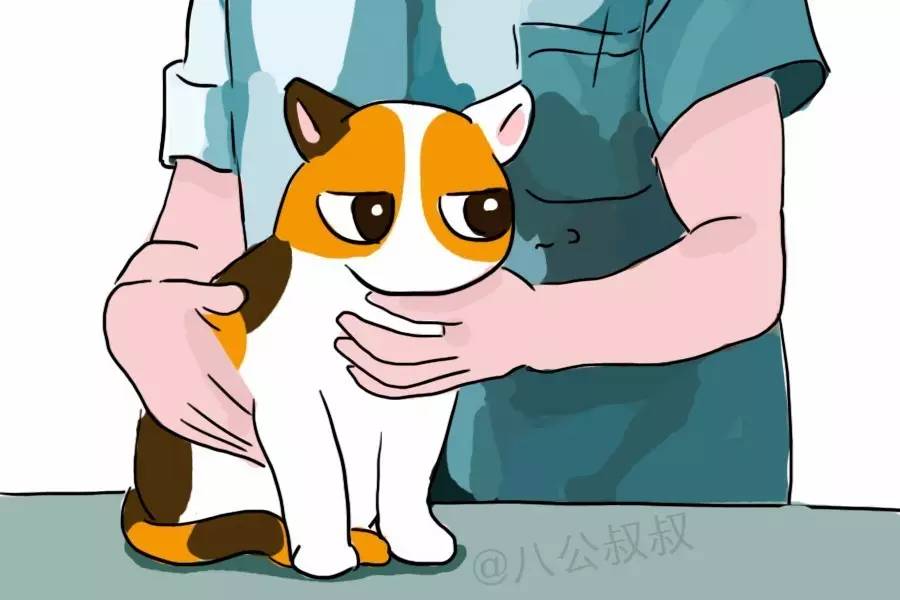 猫咪一直寻求主人抚摸是怎么回事,猫咪原来很粘人突然不亲近主人了