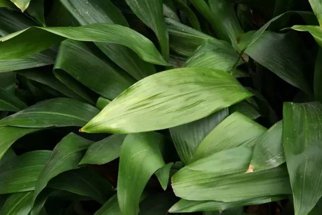 120年，你绝不可能错过的一种“川大之美”