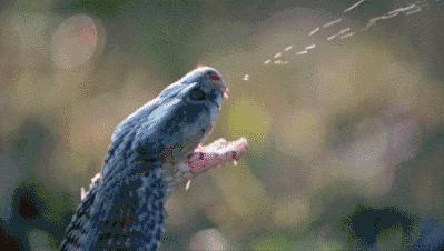 广西一小区内多种毒蛇出没抓不完,广西最大毒蛇