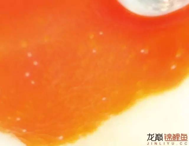 一招消除白点病,一招教你解决白点病