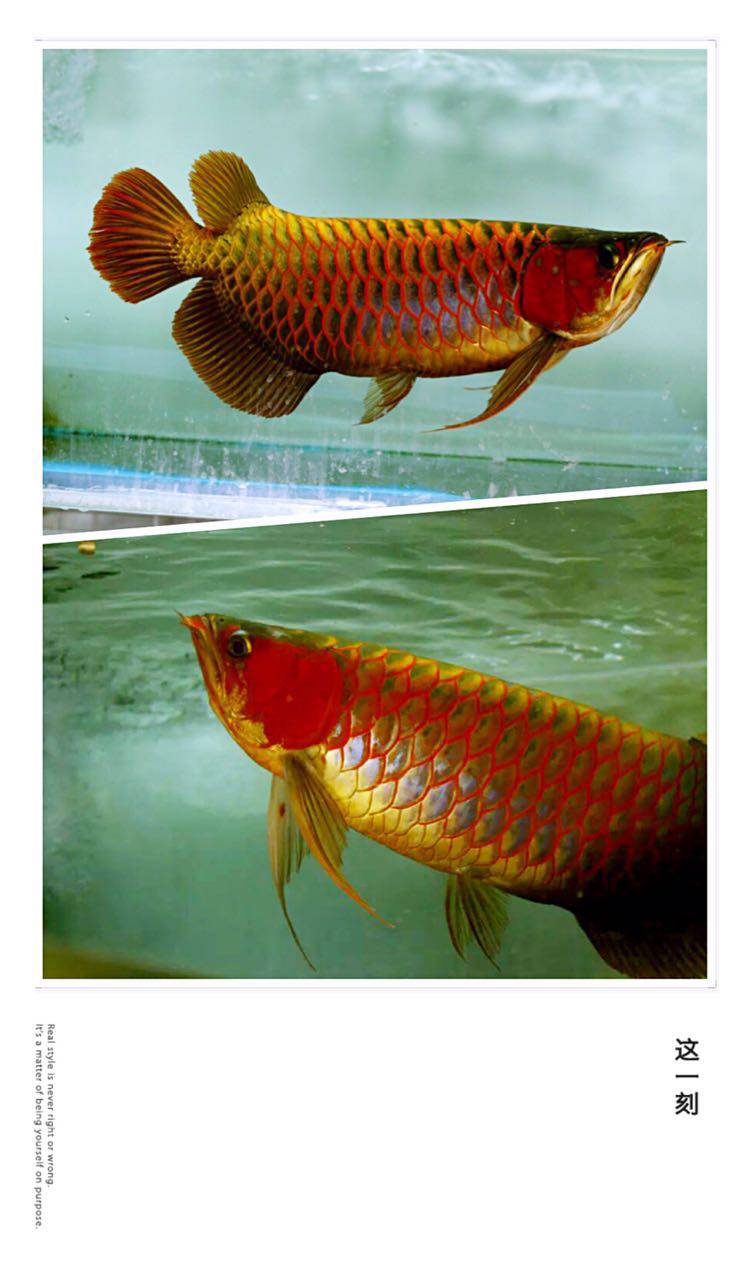 养鱼新手语录大全,养鱼翻车语录