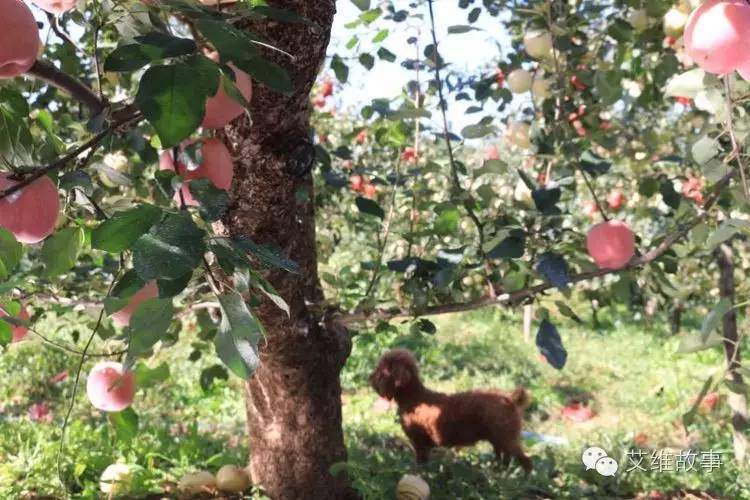 艾维wwoofer之：从艾维的世界路过