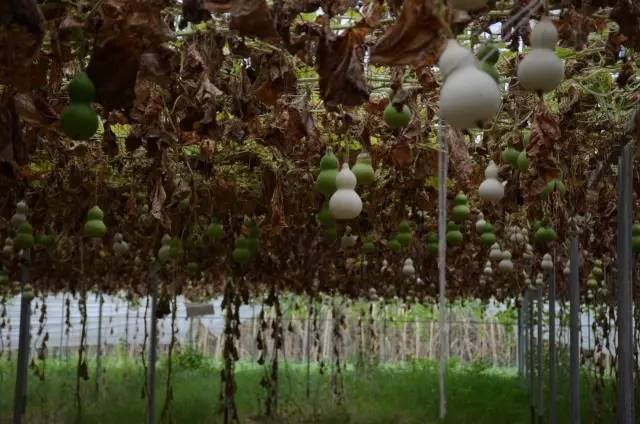 葫芦丝非遗传承人哏德全,葫芦丝大师哏德全故居