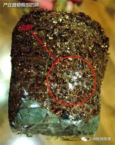 多肉虫害各种图解,多肉各种病虫害对照图